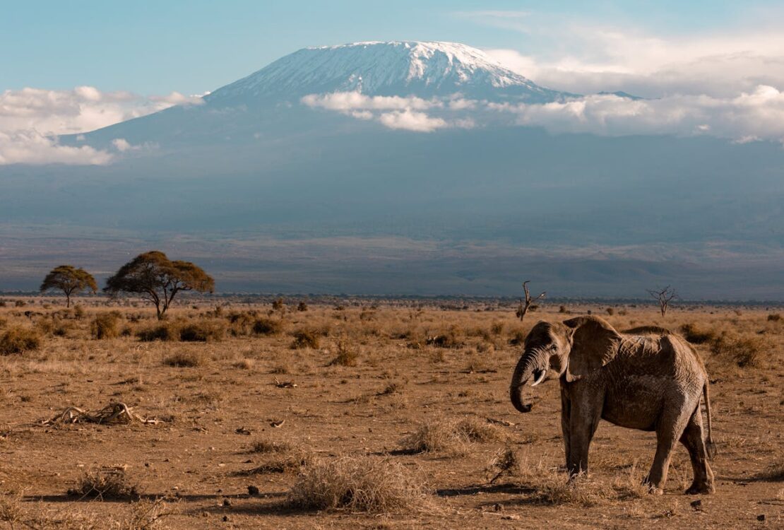 Tanzania Elephant Kilimanjaro