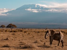 Tanzania Elephant Kilimanjaro