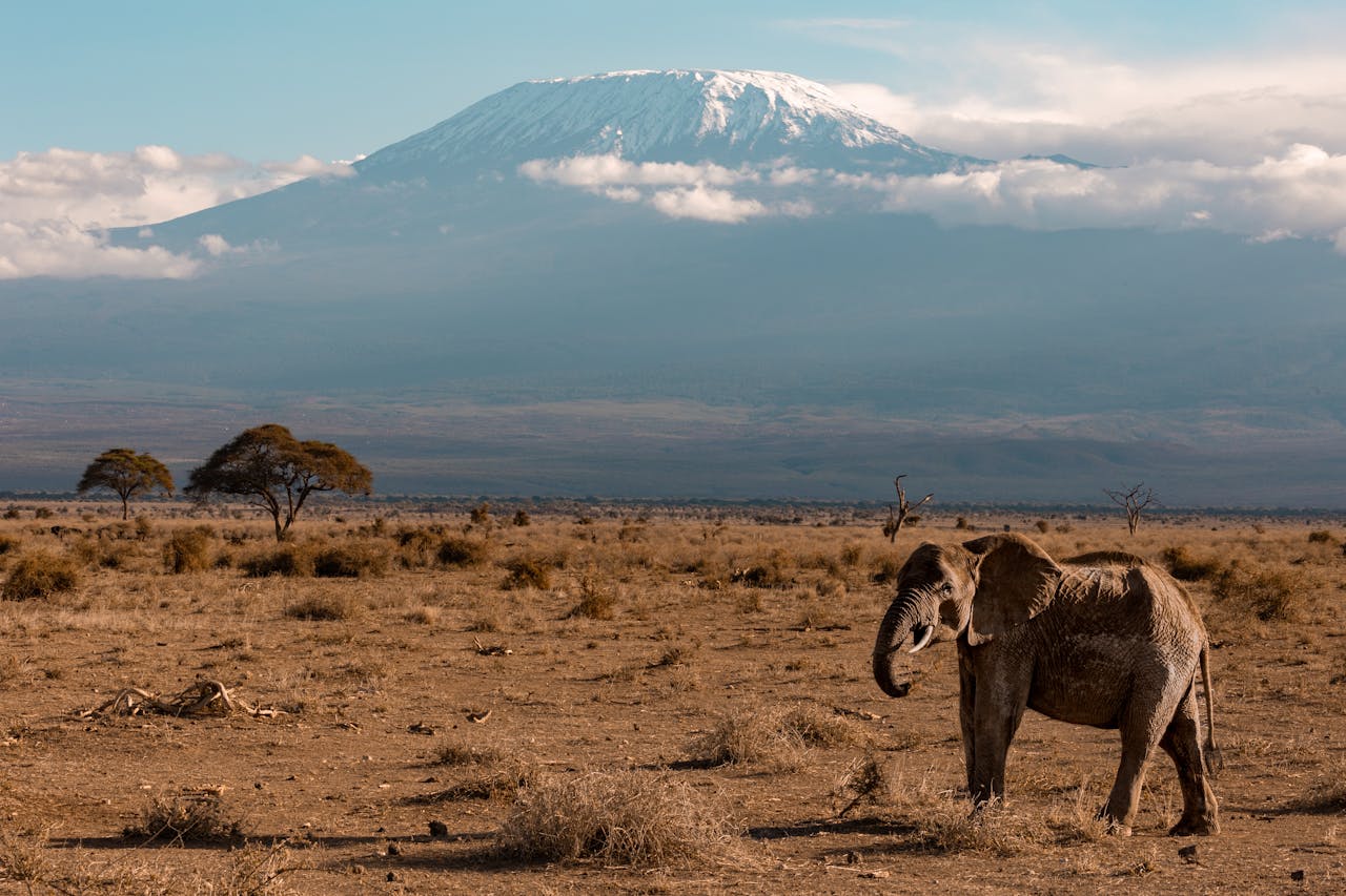 Tanzania Elephant Kilimanjaro